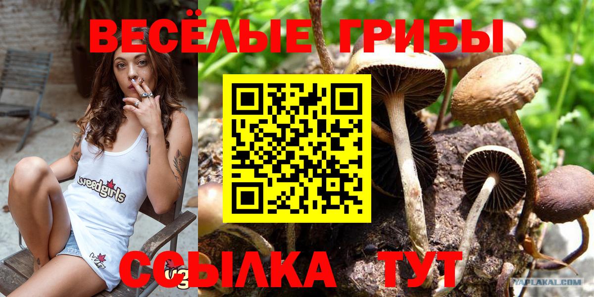 Кимовск  Галлюциногенные грибы Cubensis  Галлюциногенные грибы ЛСД  Вход с VPN 